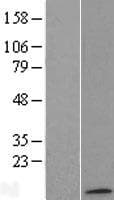 ATP5G1 / ATP5G Protein (Over-Expression Lysate Myc-DDK (Flag))