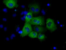 GRIPAP1 / GRASP1 Antibody (clone OTI1E3, Carrier-free)
