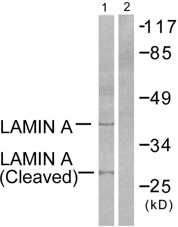 LMNA / Lamin A+C Antibody (Cleaved-Asp230)