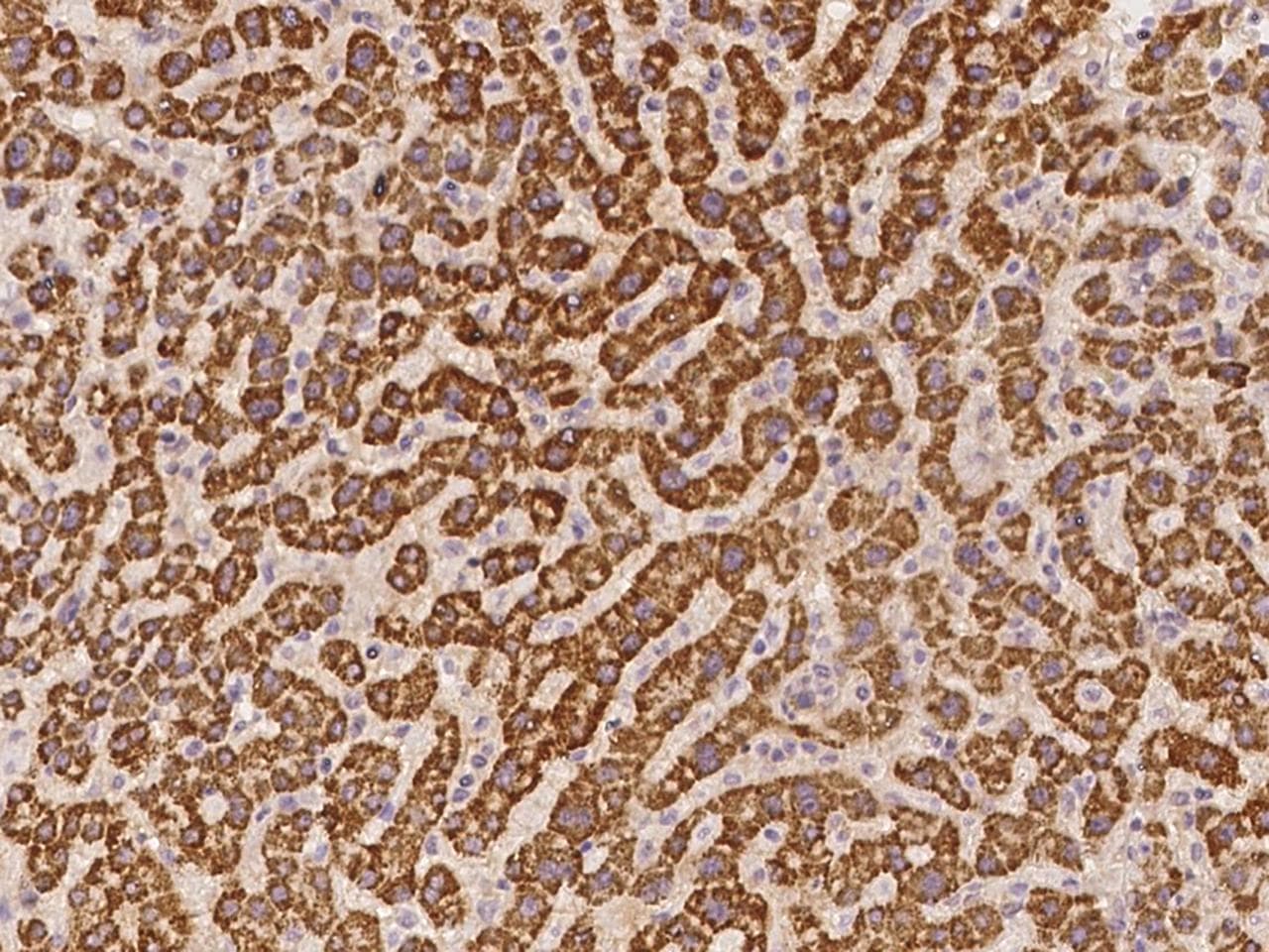 SLC4A1AP / Kanadaptin Antibody