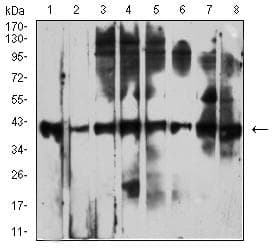 CD53 Antibody (clone 7A8D3)