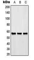 Polyclonal Rabbit anti-Human GPR176 Antibody (C-Terminus, WB)