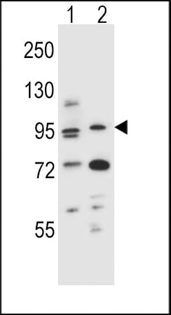 AHR Antibody (aa555-582)