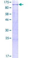 Human POU2F1 / OCT1 Protein (Recombinant GST)