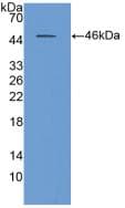 Human NEU1 / NEU Protein (Recombinant His, N-Terminal)