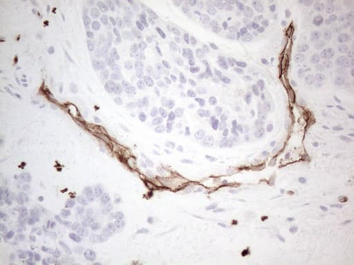 CD34 Antibody (aa312-385, clone OTI11A5)