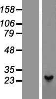 PRDX1 / Peroxiredoxin 1 Protein (Over-Expression Lysate Myc-DDK (Flag))