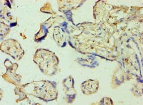 SHMT / SHMT1 Antibody (aa324-483)