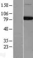 Human NSF Protein (Over-Expression Lysate Myc-DDK (Flag))