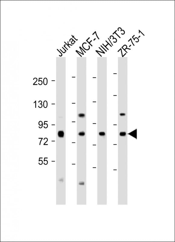 ARHGEF7 Antibody (C-Terminus)