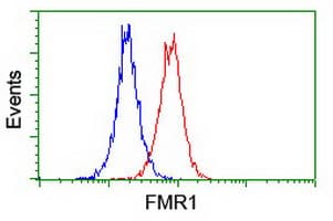 FMR1 / FMRP Antibody (clone OTI1C6)