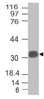 LGALS13 / Galectin 13 Antibody (Azide-free)