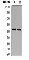 CPNE8 / Copine VIII Antibody (N-Terminus)