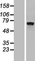 FIG1 / IL4I1 Protein (Over-Expression Lysate Myc-DDK (Flag))