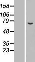 ASNSD1 Protein (Over-Expression Lysate Myc-DDK (Flag))