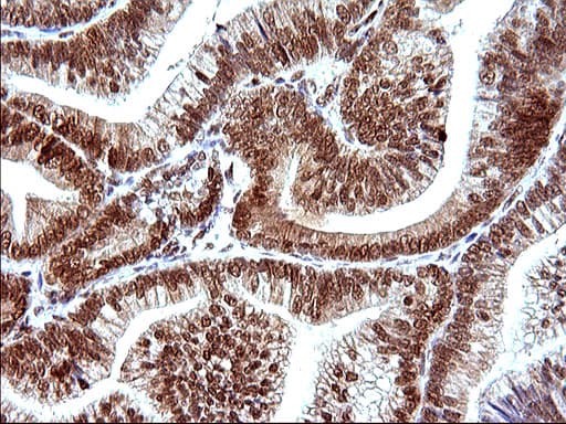 POLR3GL Antibody (clone OTI5E8, Carrier-free)