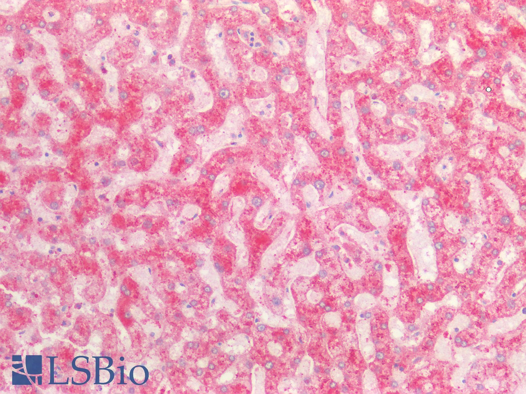 PathPlus™ FGA / Fibrinogen Alpha Antibody