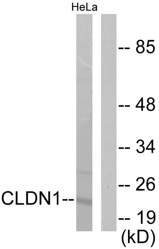 PathPlus™ CLDN1 / Claudin 1 Antibody (aa162-211)