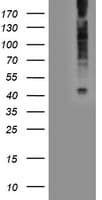 LPAR1 / LPA1 / EDG2 Antibody (clone OTI1G6)