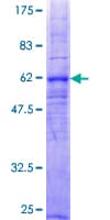 Human C5AR1 / CD88 / C5a Receptor Protein (Recombinant GST)