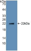 TNFSF11 / RANKL / TRANCE Antibody (aa79-247, APC)