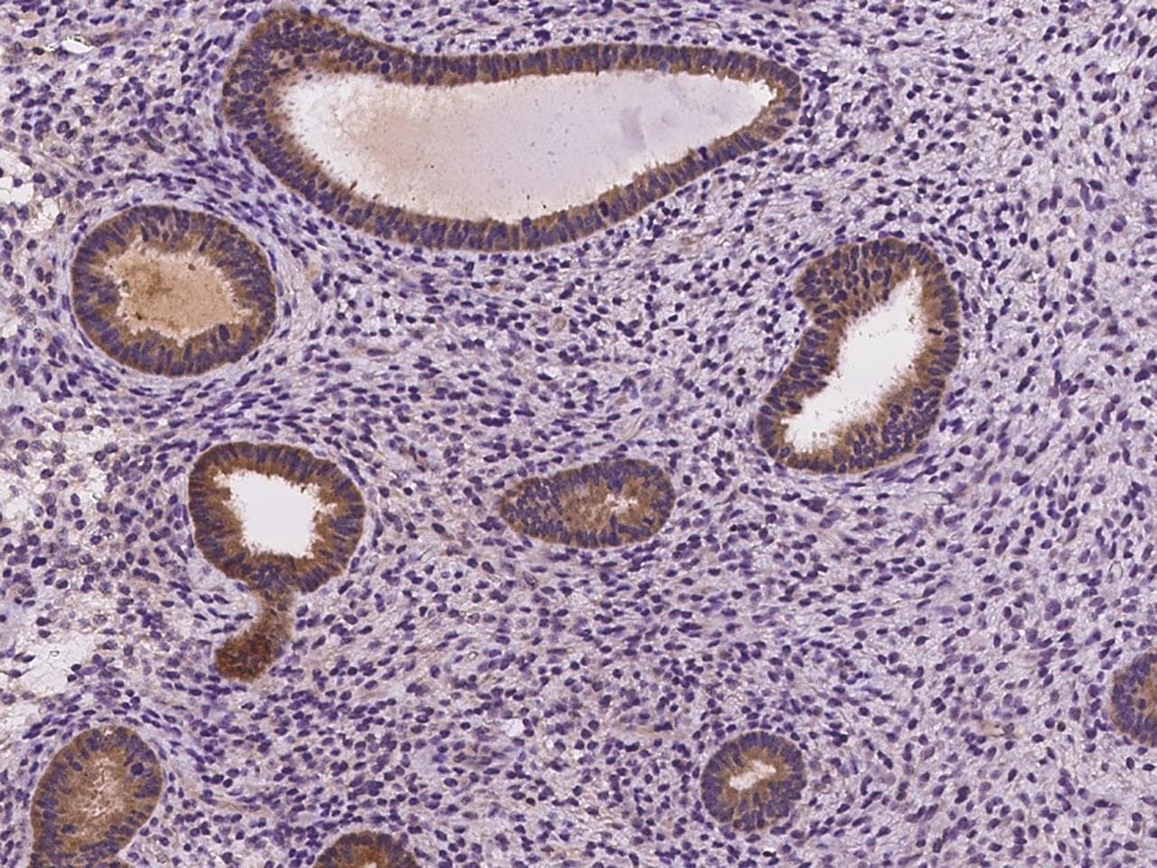 FGD6 Antibody