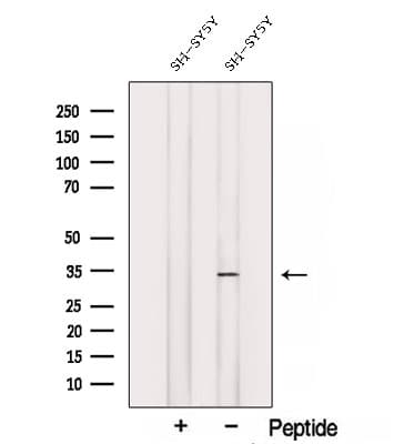 STX3 / Syntaxin 3 Antibody