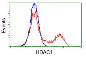 HDAC1 Antibody (clone OTI5F9)