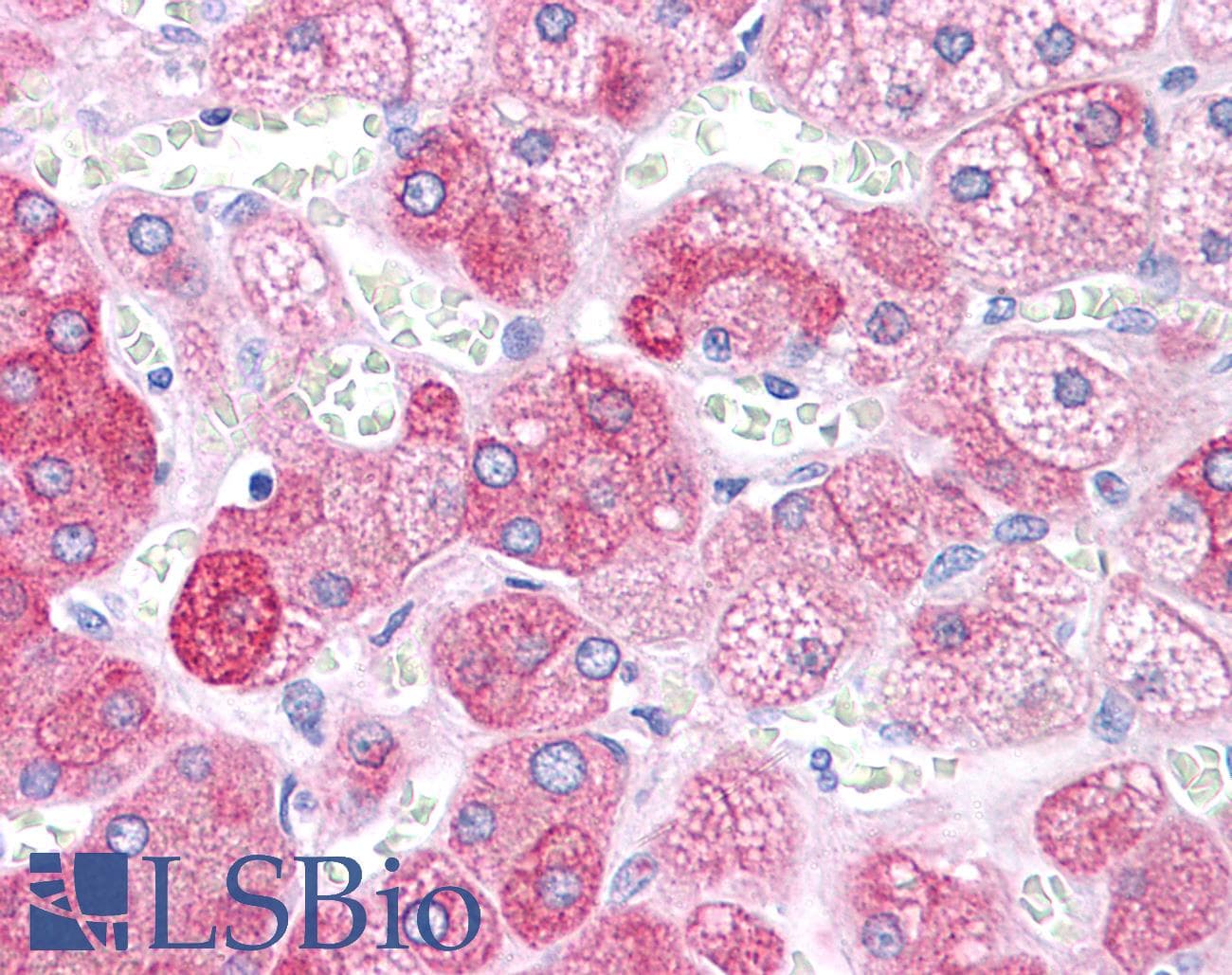 PathPlus™ BACE1 / BACE Antibody (aa72-121)