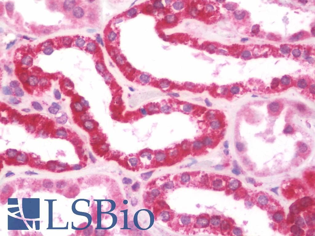 IHC-plus™ AFG3L2 Antibody