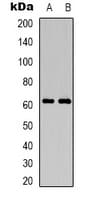 CD19 Antibody (Internal)