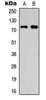 OLFML2A Antibody (Internal)
