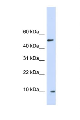 ERH Antibody (C-Terminus)