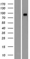 GRAMD1A Protein (Over-Expression Lysate Myc-DDK (Flag))