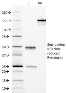 Ferritin Antibody (clone FTL/1388, Azide-free, BSA-free)