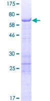 Human SCRN2 / Ses2 Protein (Recombinant GST)