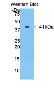 HIST1H2AH Antibody (aa1-128)