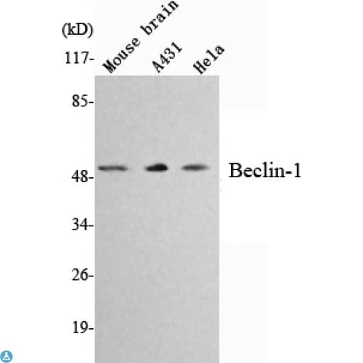 Monoclonal Mouse anti-Human BECN1 / Beclin-1 Antibody (WB)
