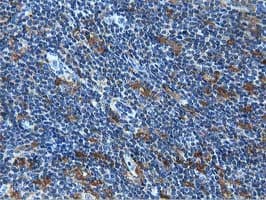 MICAL1 / MICAL Antibody (clone OTI6H4)