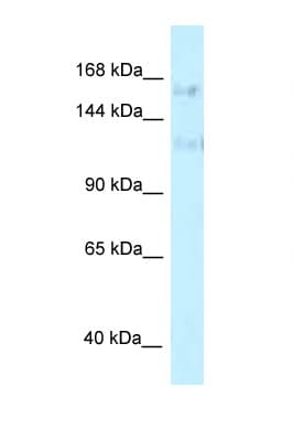 PRPF40A / FNBP3 Antibody (aa851-900)