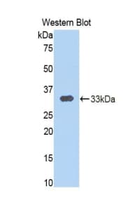 CAPN1 / Calpain 1 Antibody (aa75-343)