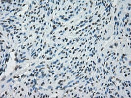 PRKY Antibody (clone OTI3E10, Carrier-free)