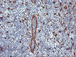 NNMT Antibody (clone OTI2G8, Carrier-free)