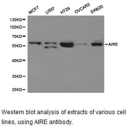 AIRE Antibody