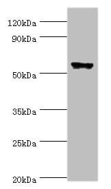 CLK2 Antibody (aa240-499)