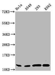 Polyclonal Rabbit anti-Human HIST1H4I Antibody (WB)