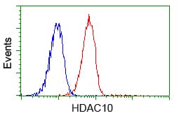 HDAC10 Antibody (clone OTI3C2)