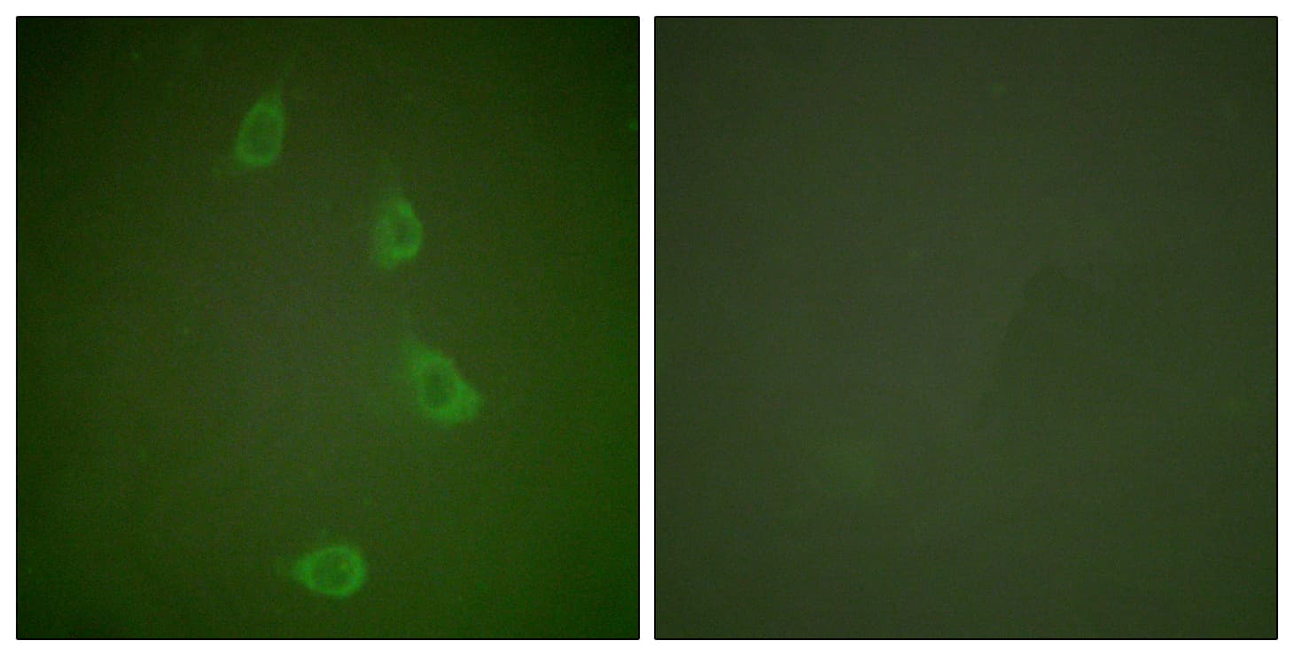 Polyclonal Rabbit anti-Human DNAJB1 / Hsp40 Antibody (aa271-320, IHC, IF, WB)