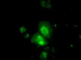 TTC32 Antibody (clone OTI2B9)