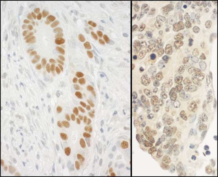 PCNA Antibody (aa225-C-term)